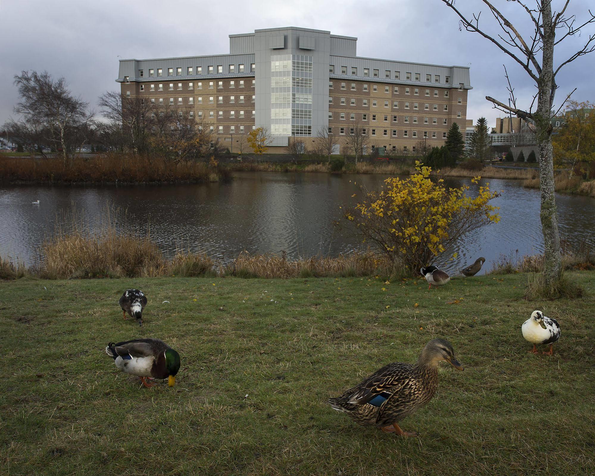 Memorial University St. John's Esterno foto